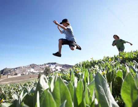 Young boys leaping through a field in the summertime