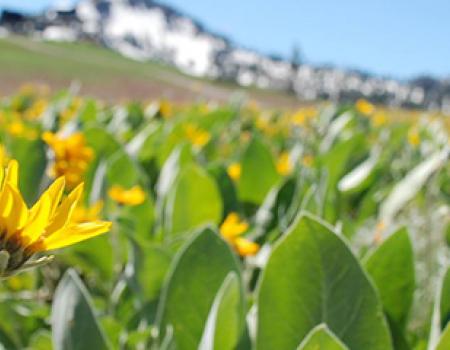 Yellow flowers in a field at Alpine Meadows near Lake Tahoe