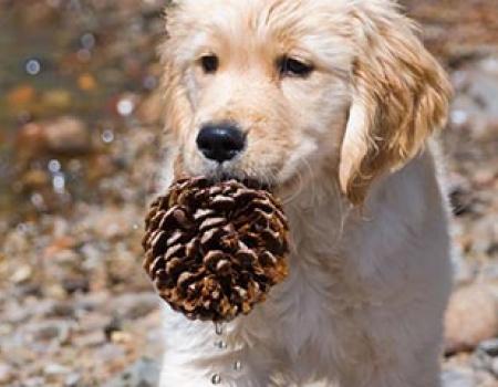 Golden Retriever holding a pinecone