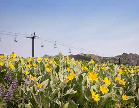 Flowers in a field and a chairlift at Squaw Valley, CA