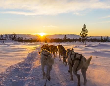 Lake Tahoe Dog Sledding