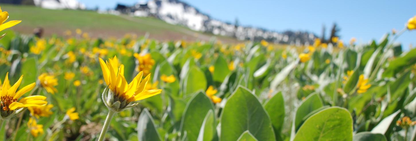 squaw wildflowers