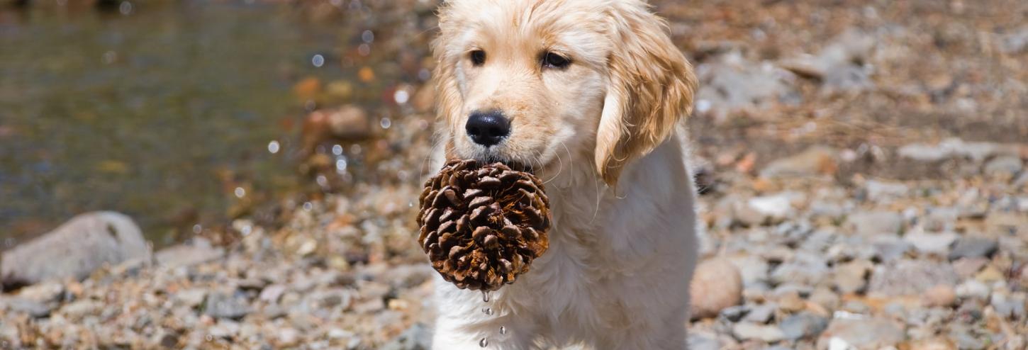 Golden Retriever Puppy Lake Tahoe