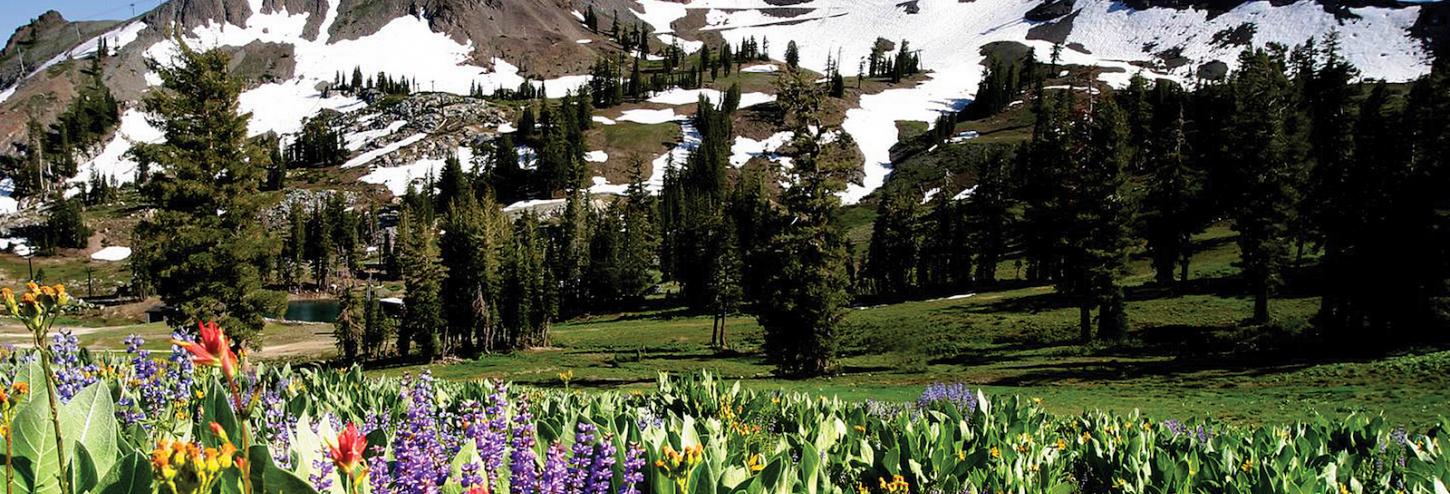 Mountain Flowers