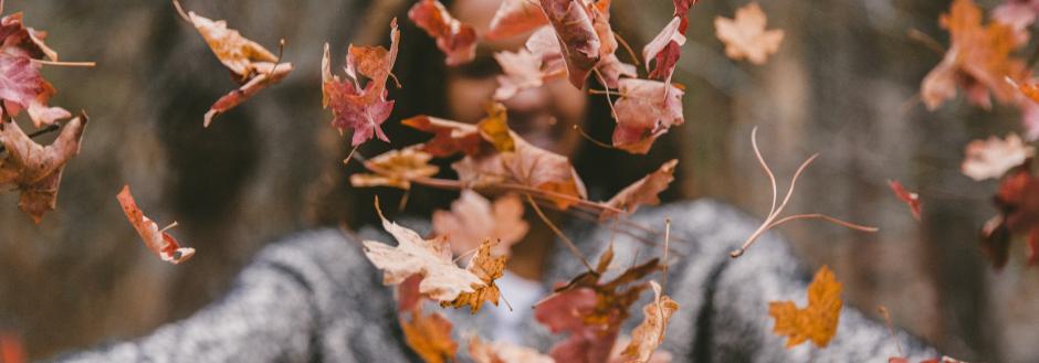 Leaves falling from trees in the fall in Lake Tahoe, CA