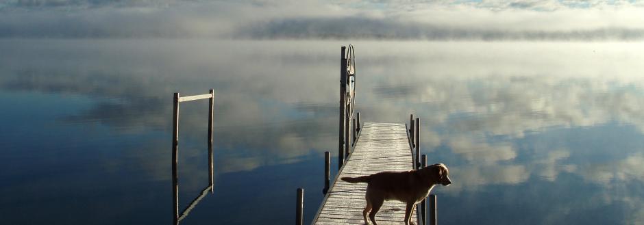 Dog on dock. 