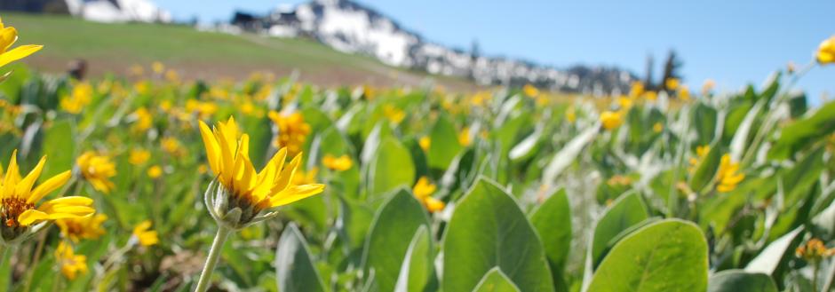 Wild Flowers