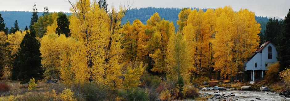 Aspen trees changing colors in Truckee, CA