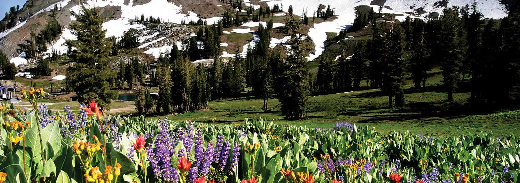 tahoe mountain flowers