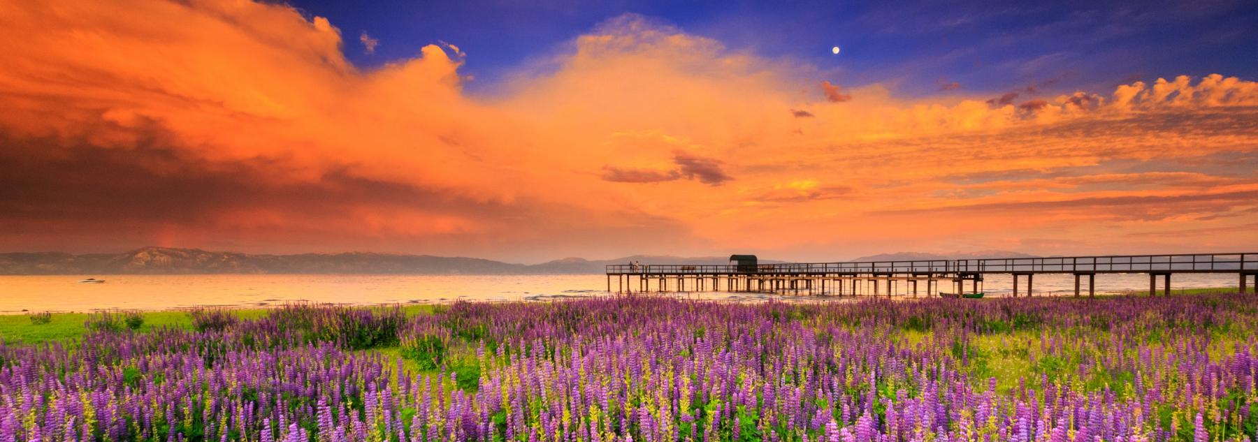 Lake Tahoe Lupines