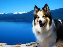 Dog at Lake Tahoe on hike.