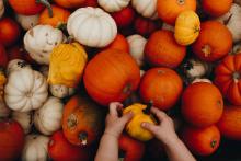 Assorted pumpkins of all sizes and colors