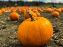 pumpkin patch lake tahoe