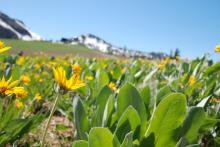 squaw wildflowers