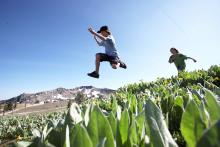 Young boys leaping through a field in the summertime