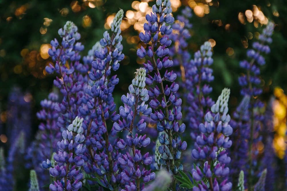 Lupine Wildflowers in lake tahoe