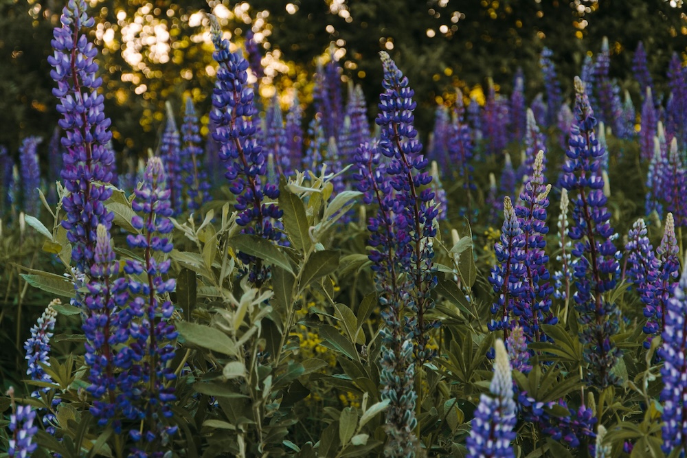 Purple Wildflowers in Lake Tahoe Lupine