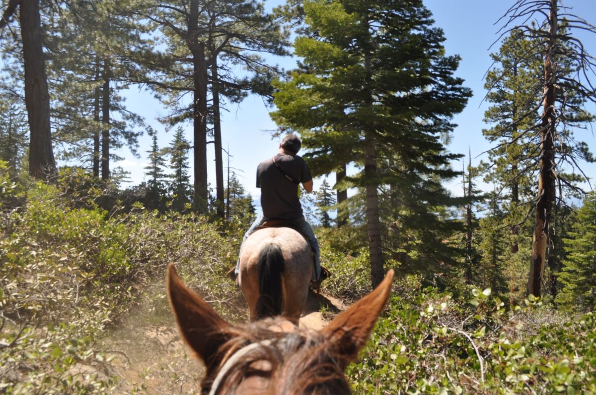 Scenic horseback ride in Lake Tahoe